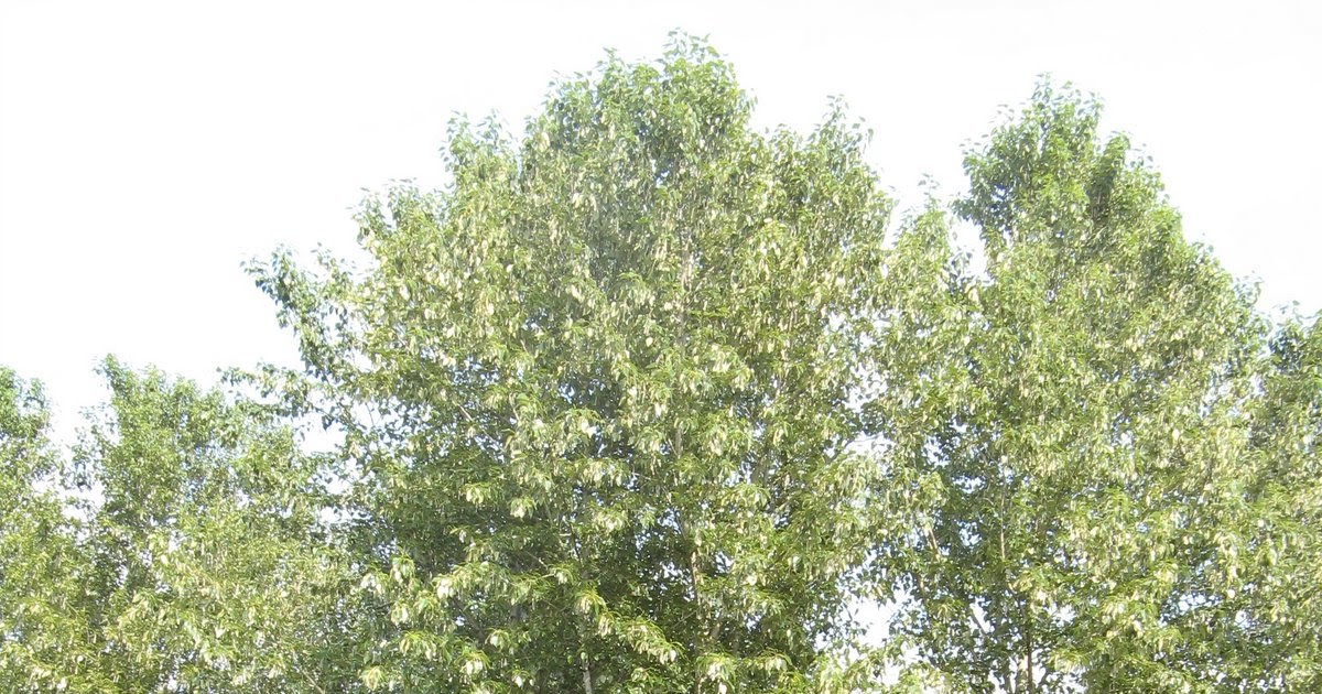 Margy Meanders Pacific Northwest Plants Cottonwood Trees