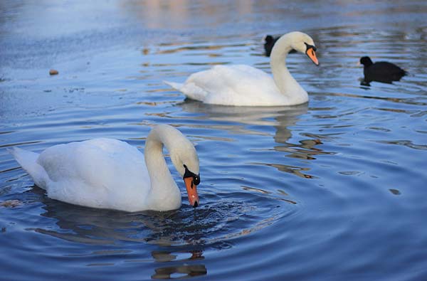 [two+swans+swimming.jpg]