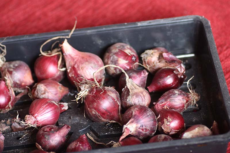 [lastyearsonions.jpg]