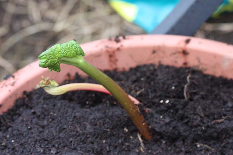 [timberleyrhubarb.jpg]