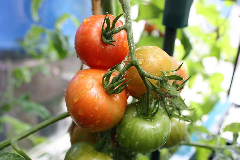 [watered+tigerellas.jpg]