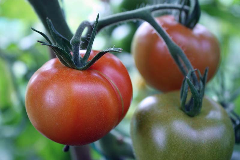 [ripening+ailsa+craigs.jpg]
