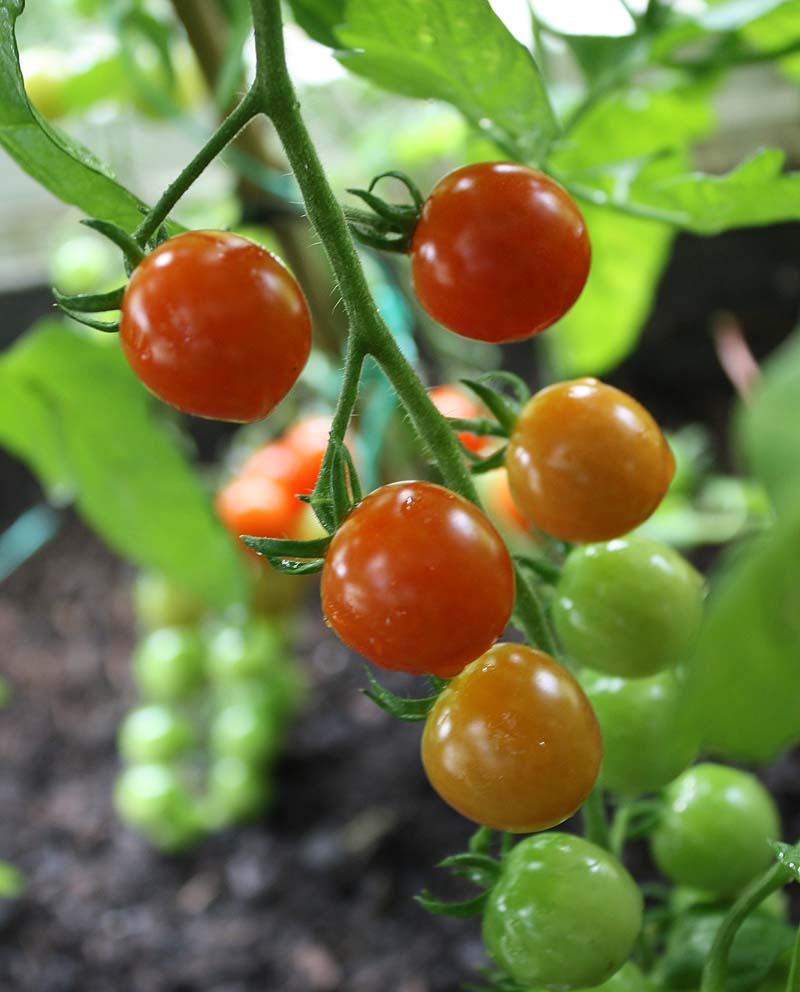 [gardeners+delight+aug09.jpg]