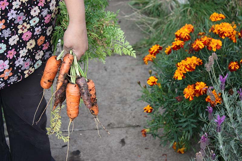 [october+carrots.jpg]
