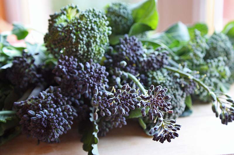 [purplebrocolliharvest.jpg]