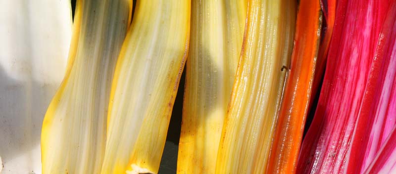 [rainbow+chard+closeup.jpg]