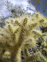 Een van de vele soorten...