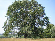 Our tree: Half red oak, half white oak