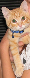 Kitten with collar