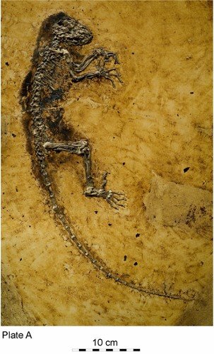 [darwinius-ida-skeleton.jpg]