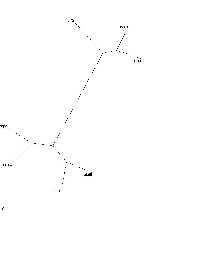 [sil+katten+15+unrooted.JPG]