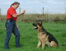 Dog Training pro's!