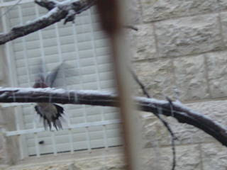 Tibeto Logic February 2007