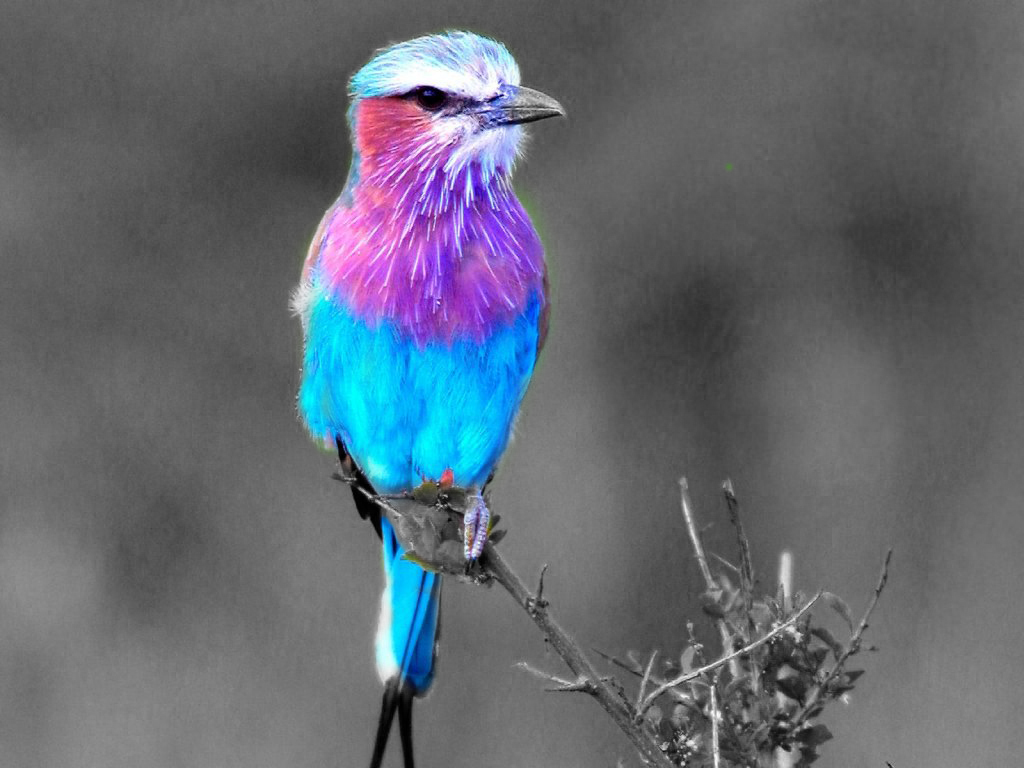 A Blog By Julia History Brush Bird a-blog-by-julia-history-brush-bird