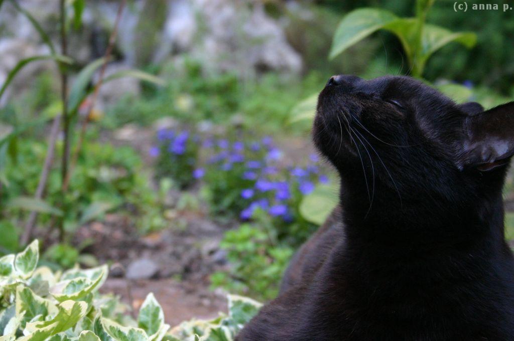 [katze3.jpg]