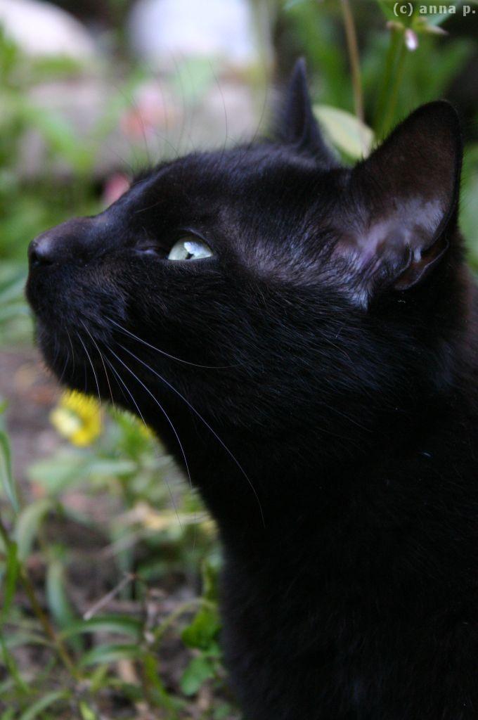 [katze8.jpg]