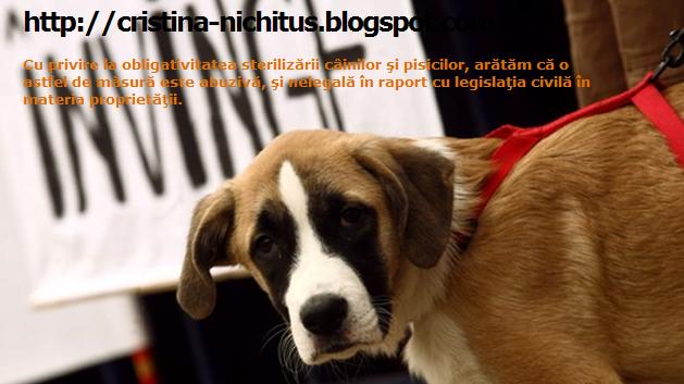 [Foto+Cristina+Nichitus.JPG]