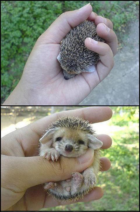 [Pui+de+arici+1.JPG]