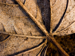 brown leaves leaf background macro lines trees shots wallpapers backgrounds bg desktop close veins izismile pattern hoja ordinary keat meaning