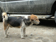 Dog in Arunachal