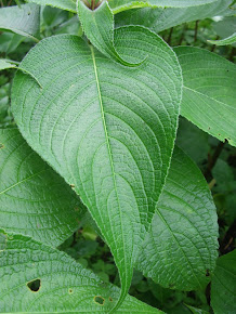 Ganpati Leaf