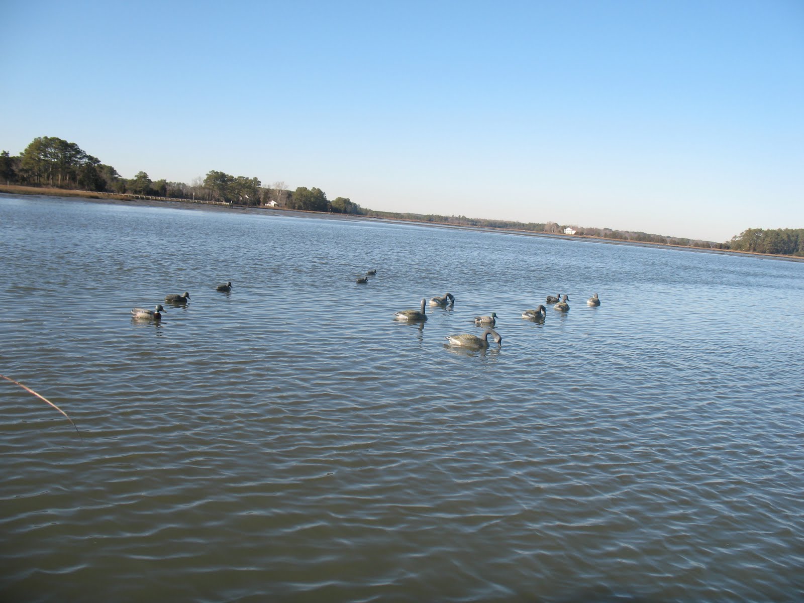 FishWach Wachapreague Fishing Report Duck Hunting with Captain