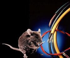 CESEEPS INTERNATIONAL: FAULTY ELECTRICAL WIRINGS - PART 3