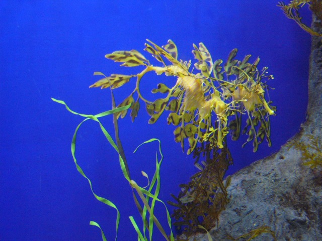 Leafy seahorse at Sentosa Underwater World