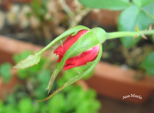 [La+sevillana6+(13+Sep).jpg]