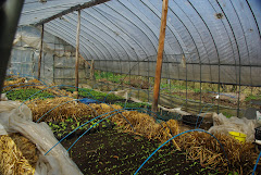 ARI greenhouse