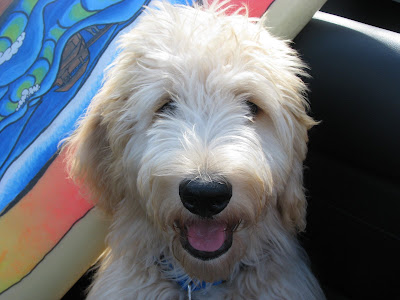 white goldendoodle puppy. The Goldendoodle