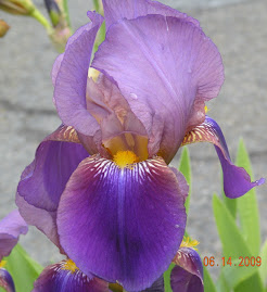 Iris at Wallowa Lake