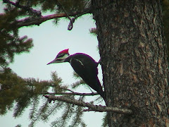 Pileated Woodpecker