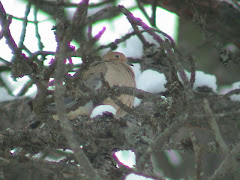 Mourning Dove