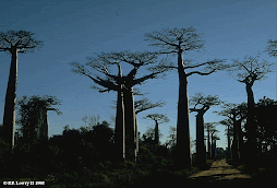 The Baobabs trees
