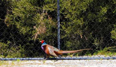 Common/Ring-neck Pheasant