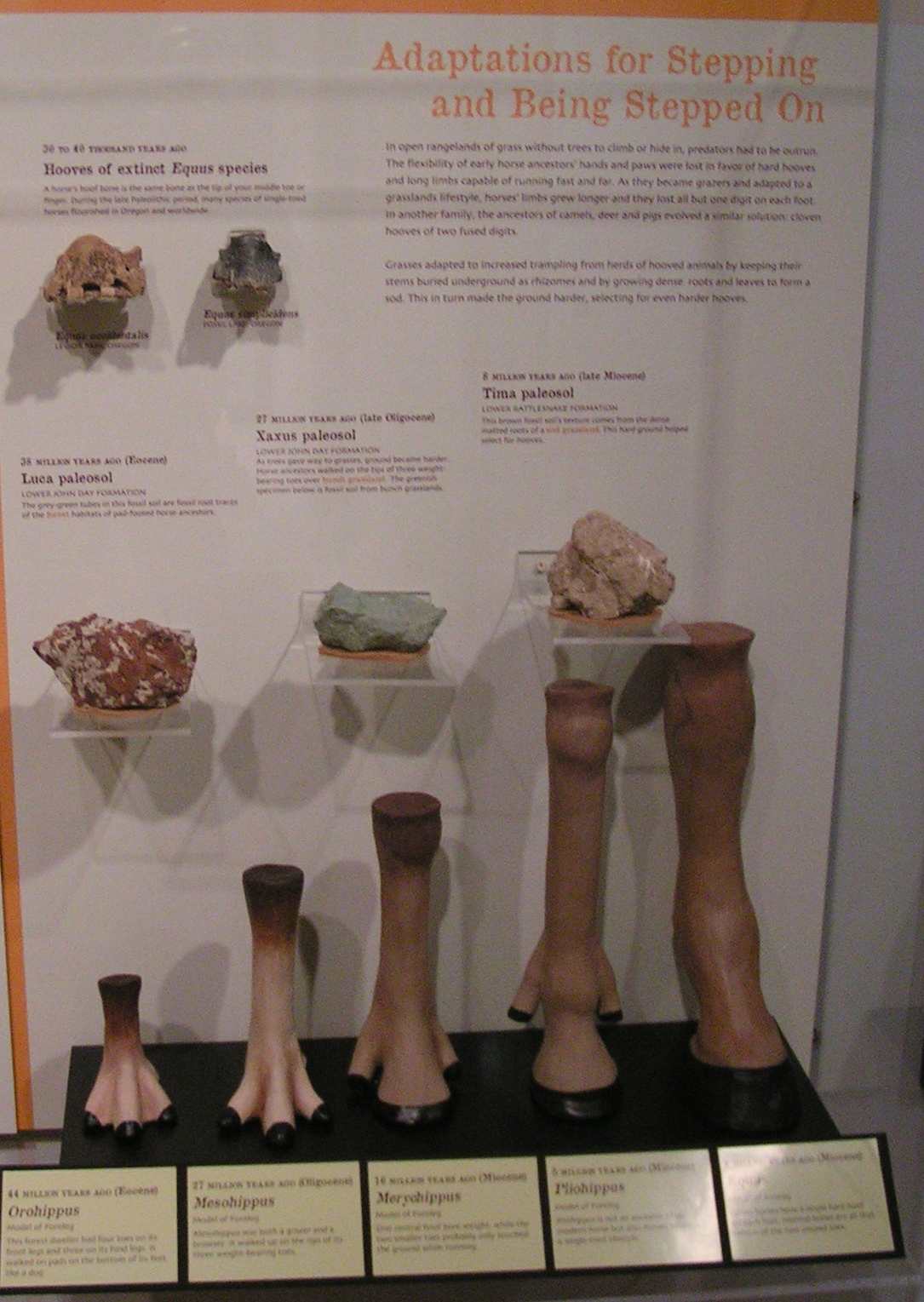 Geology Blues U of O Natural History Museum