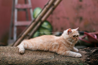 kucing betina, induk kucing