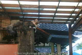 kucing melarikan diri