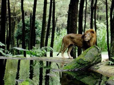 welcome to Trias' zone: TAMAN SAFARI INDONESIA
