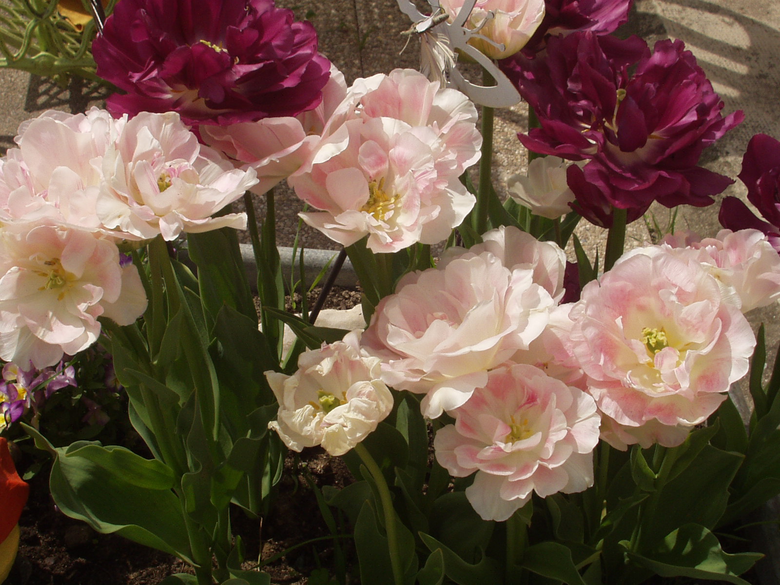 Nibelle et Baudouin La tulipe Je l'aime en secret...