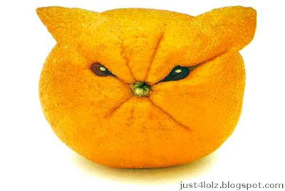 funny food orange cat