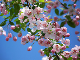 Favourite Apple Flower