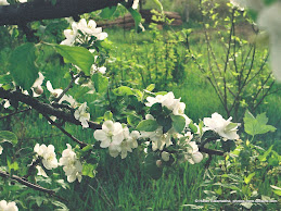 White Apple Flower
