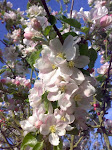 Favourite Apple Flower