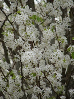 Bradford pear trees blossoming white clusters of flowers throughout the city