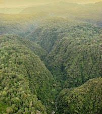 hutan perawan di utara sumatera