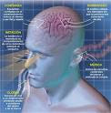 CEREBRO