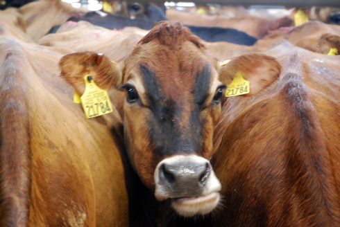 cow on rotary milker