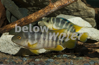 Rare Fish Blog Cichlasoma atromaculatum